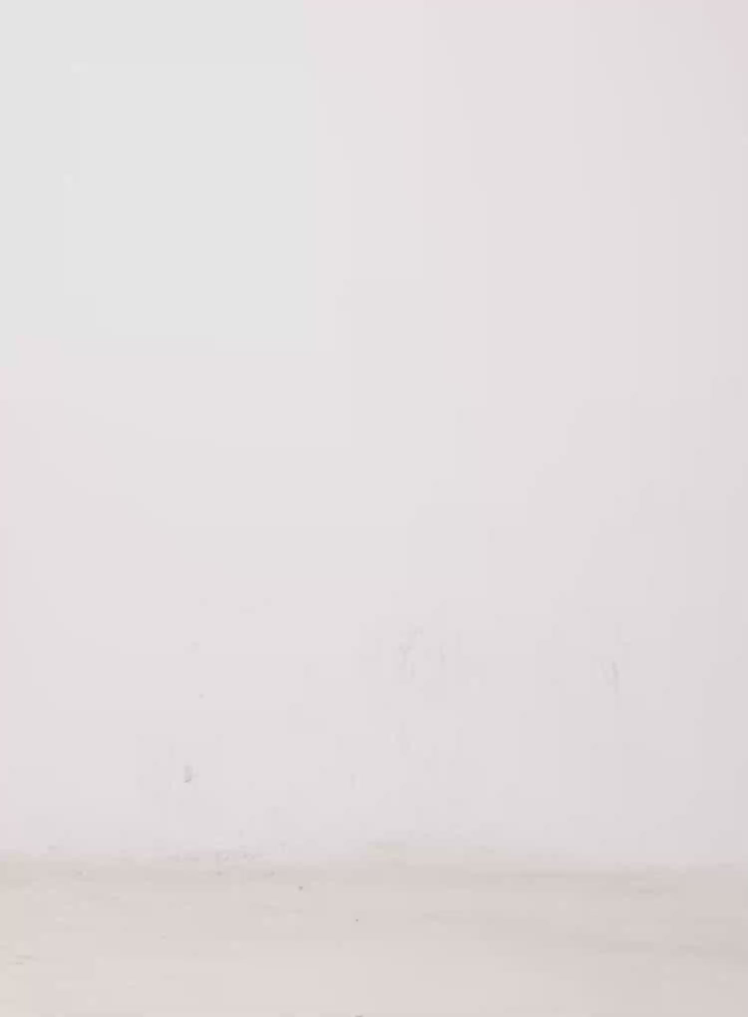 Paris Studded Bootcut Cotton Pants CO528